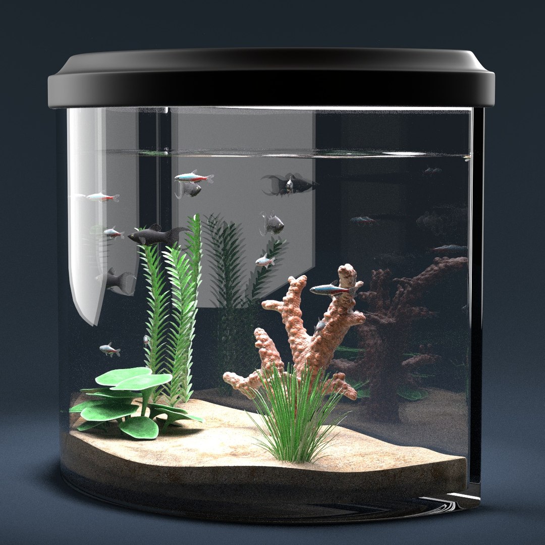 Aquarium Equipped Decorations 3d Model