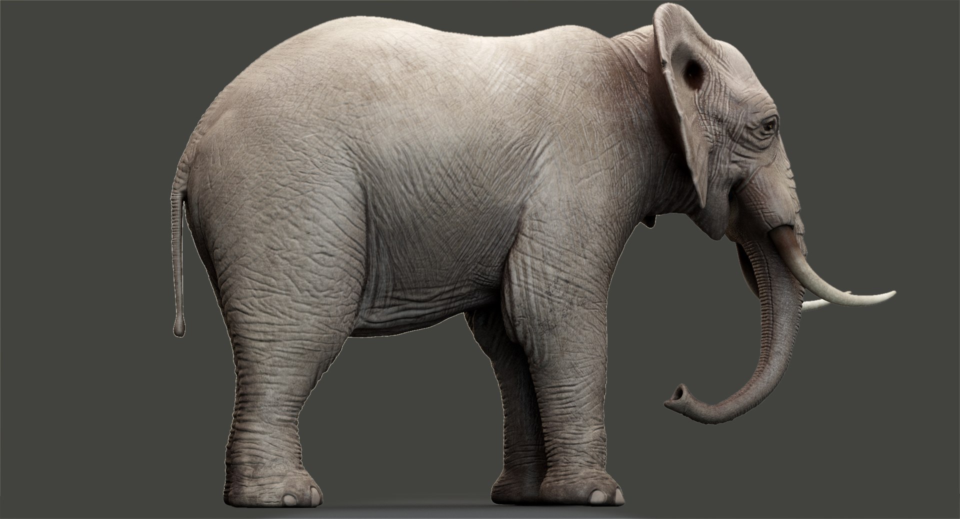 Elephant modeled rigging animation 3D - TurboSquid 1391046
