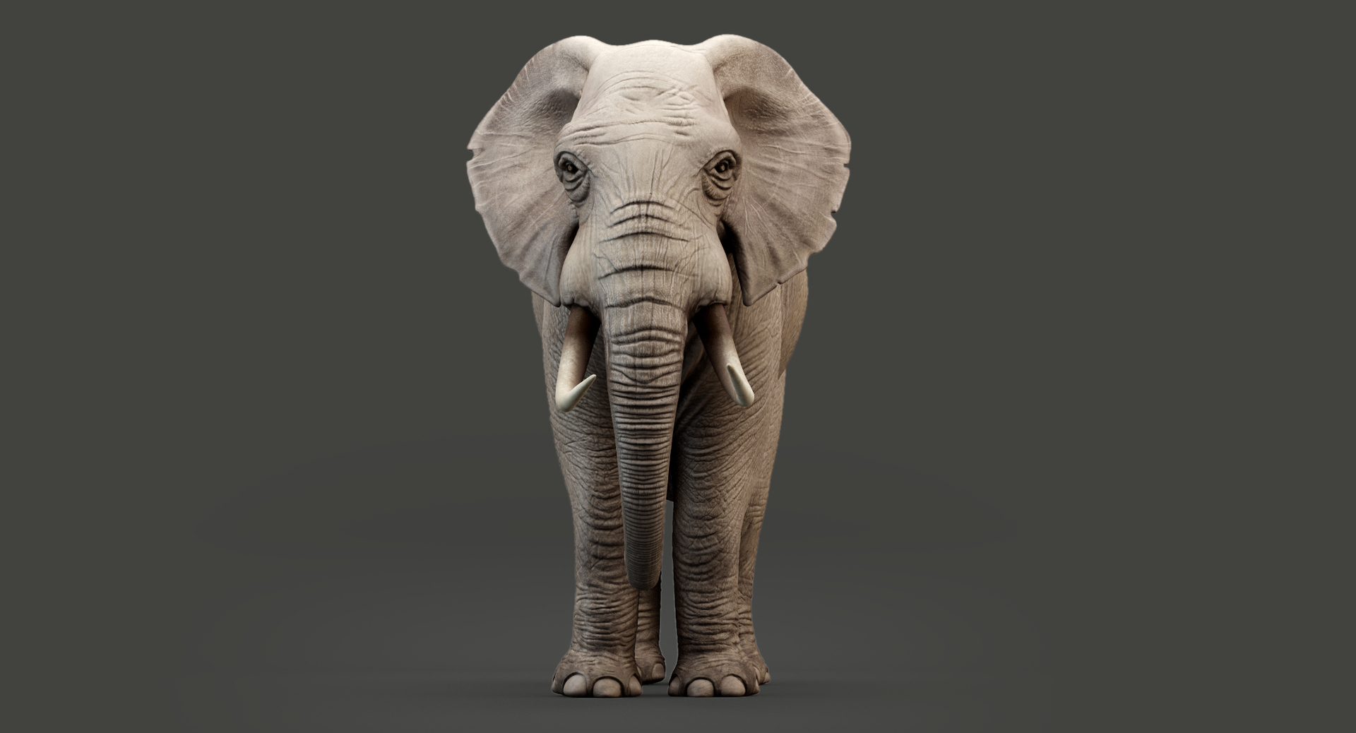 Elephant modeled rigging animation 3D - TurboSquid 1391046