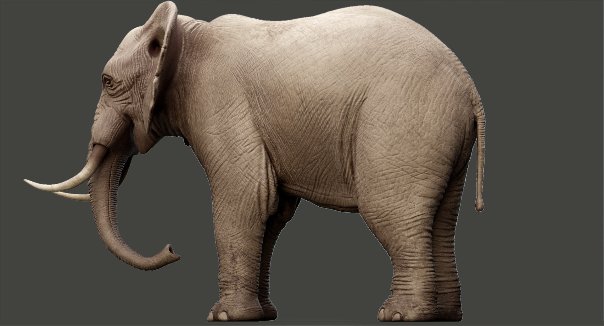 Elephant modeled rigging animation 3D - TurboSquid 1391046
