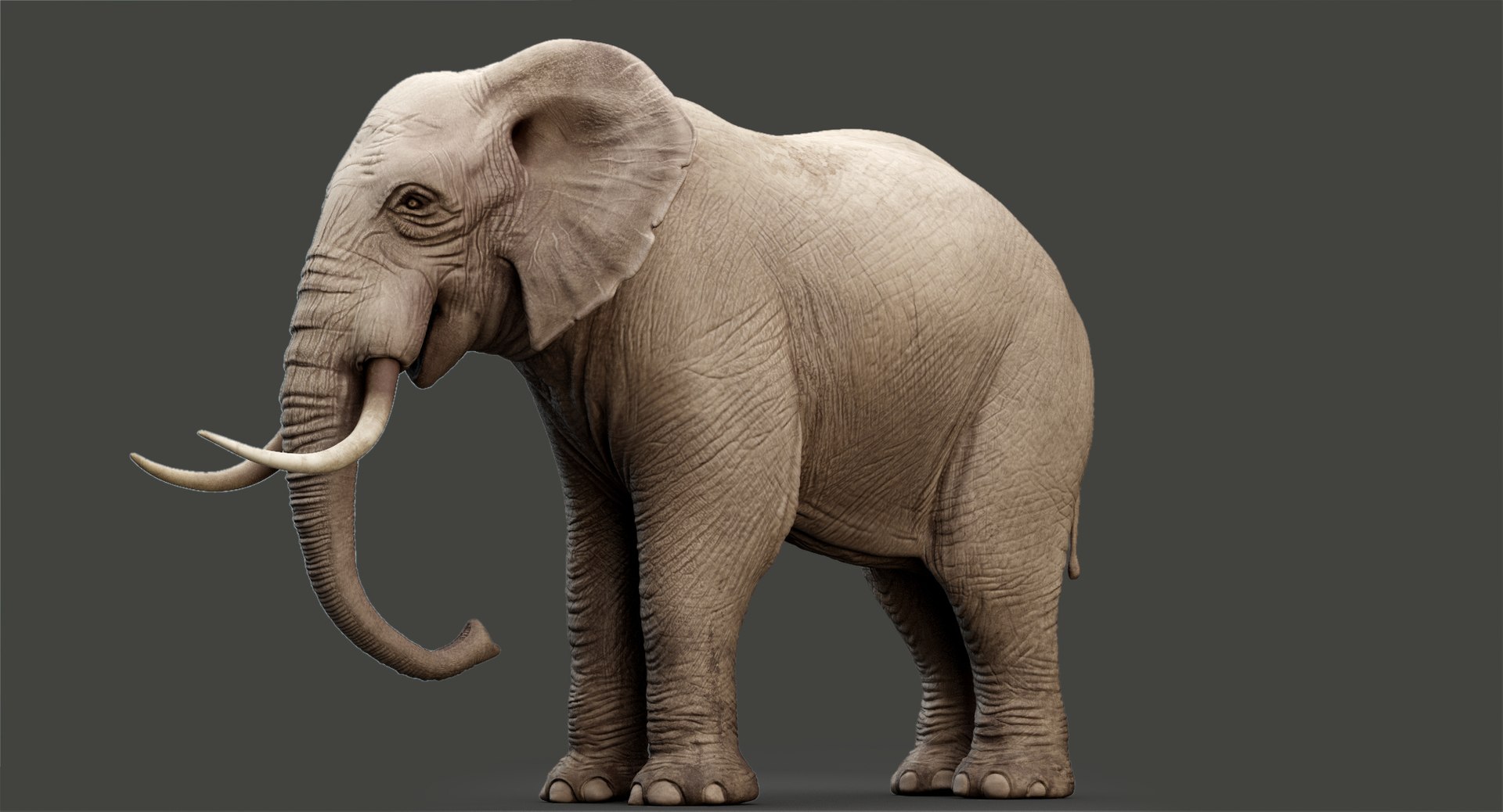 Elephant modeled rigging animation 3D - TurboSquid 1391046