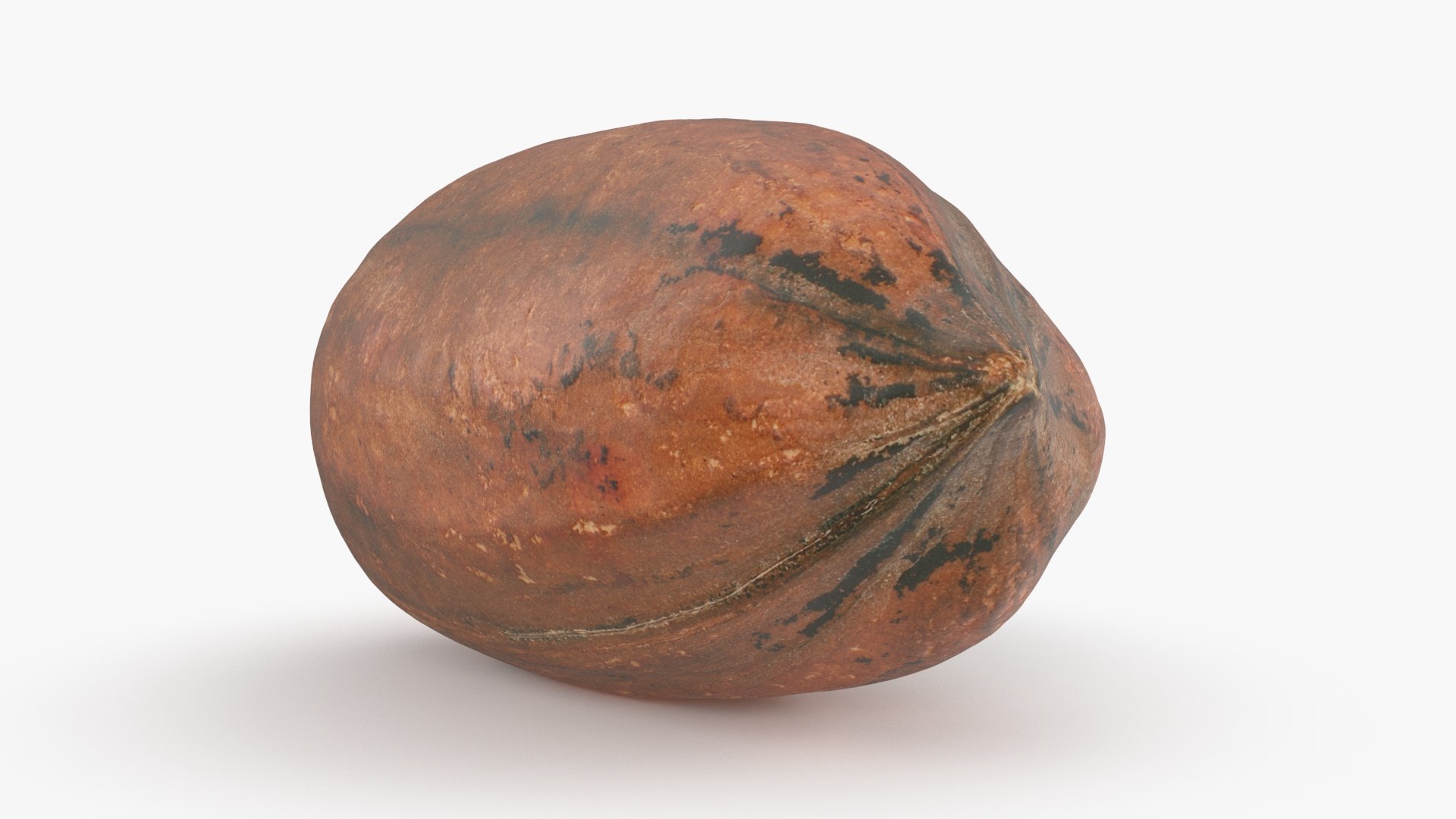 Pecan Shell 03 3D Model - TurboSquid 1978153