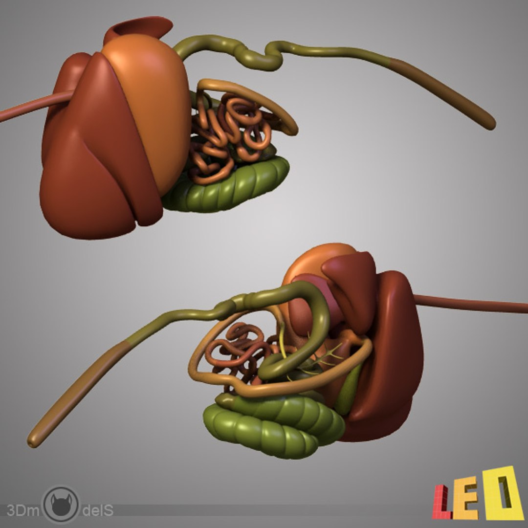 max rabbit anatomy https://p.turbosquid.com/ts-thumb/nQ/i96vRr/6WibZzlb/rabbit_anatomy_leo3dmodels_d2/jpg/1343840035/1920x1080/fit_q87/85b479d742ce2fee5f8894cdbc87532653ccfa82/rabbit_anatomy_leo3dmodels_d2.jpg