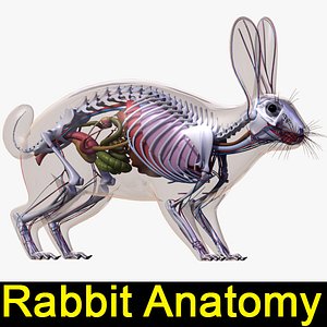 Rabbit Anatomy