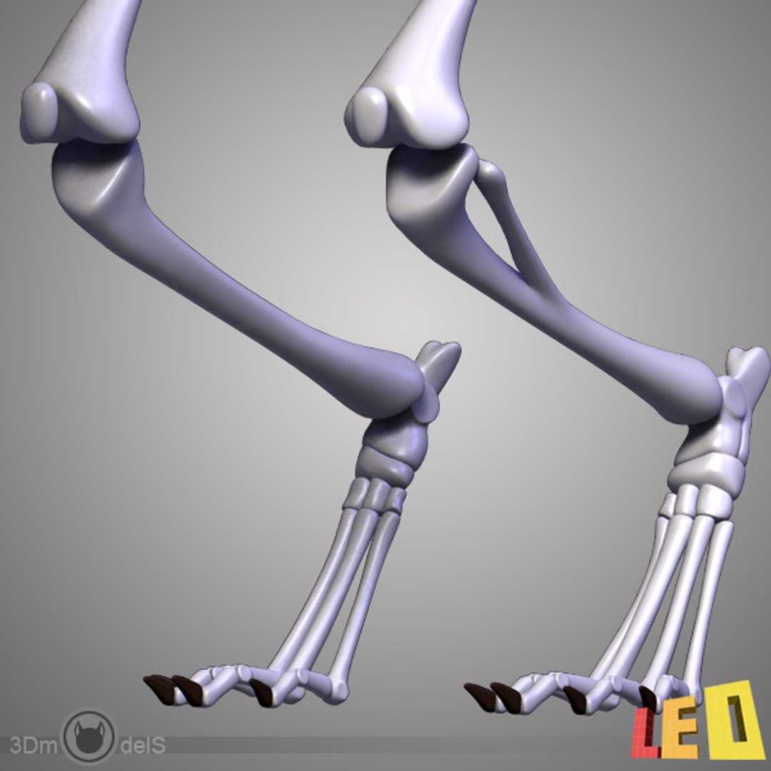 max rabbit anatomy https://p.turbosquid.com/ts-thumb/nQ/i96vRr/PTLfOjFG/rabbit_skel_08/jpg/1343840036/1920x1080/fit_q87/1d59327cb1573b32c6d0970f20ac4c9e868d883a/rabbit_skel_08.jpg