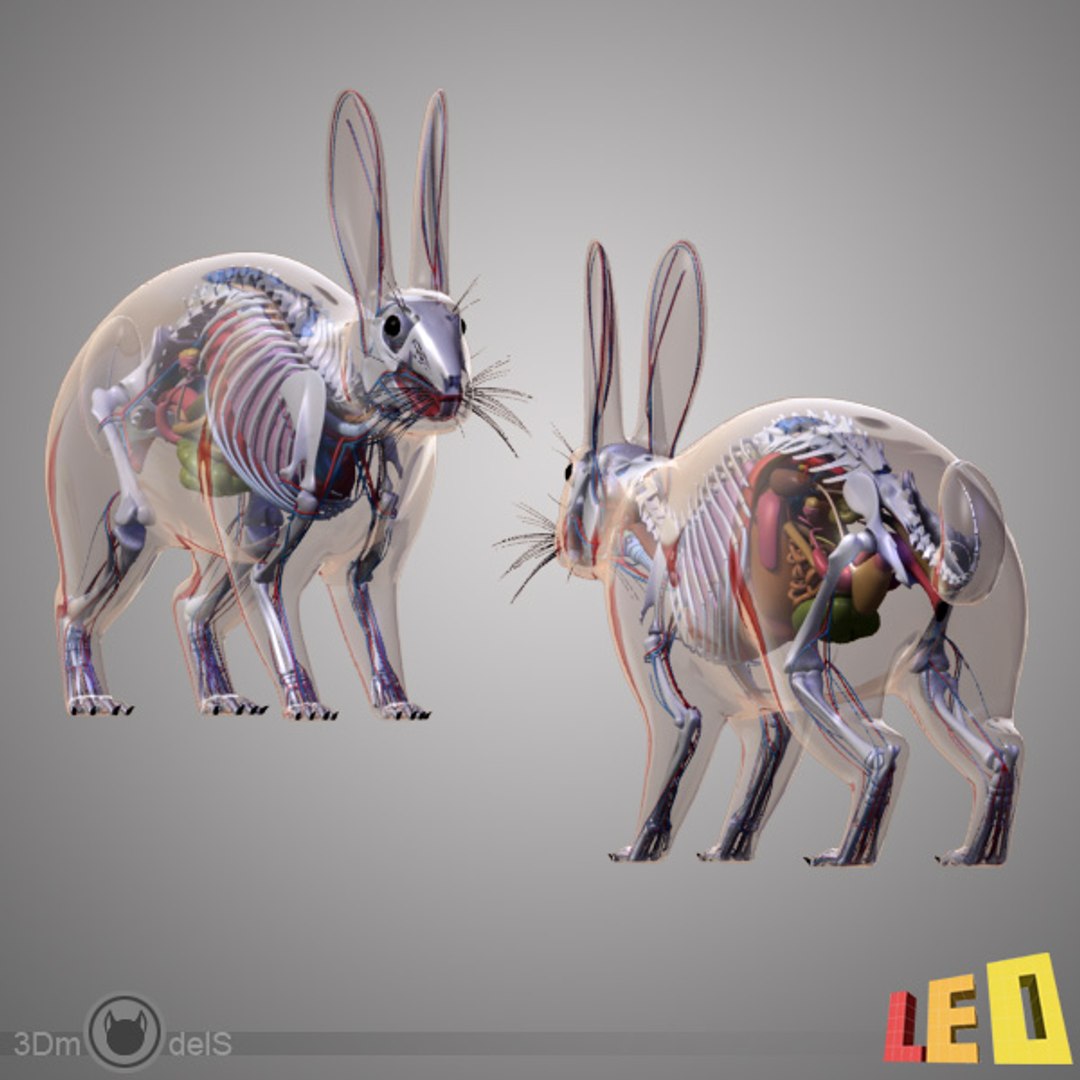 max rabbit anatomy https://p.turbosquid.com/ts-thumb/nQ/i96vRr/usOj1rqV/rabbit_anatomy_leo3dmodels_06/jpg/1343840035/1920x1080/fit_q87/d90ecdbad68fdbb42b9933bbe3191843d0f9f252/rabbit_anatomy_leo3dmodels_06.jpg
