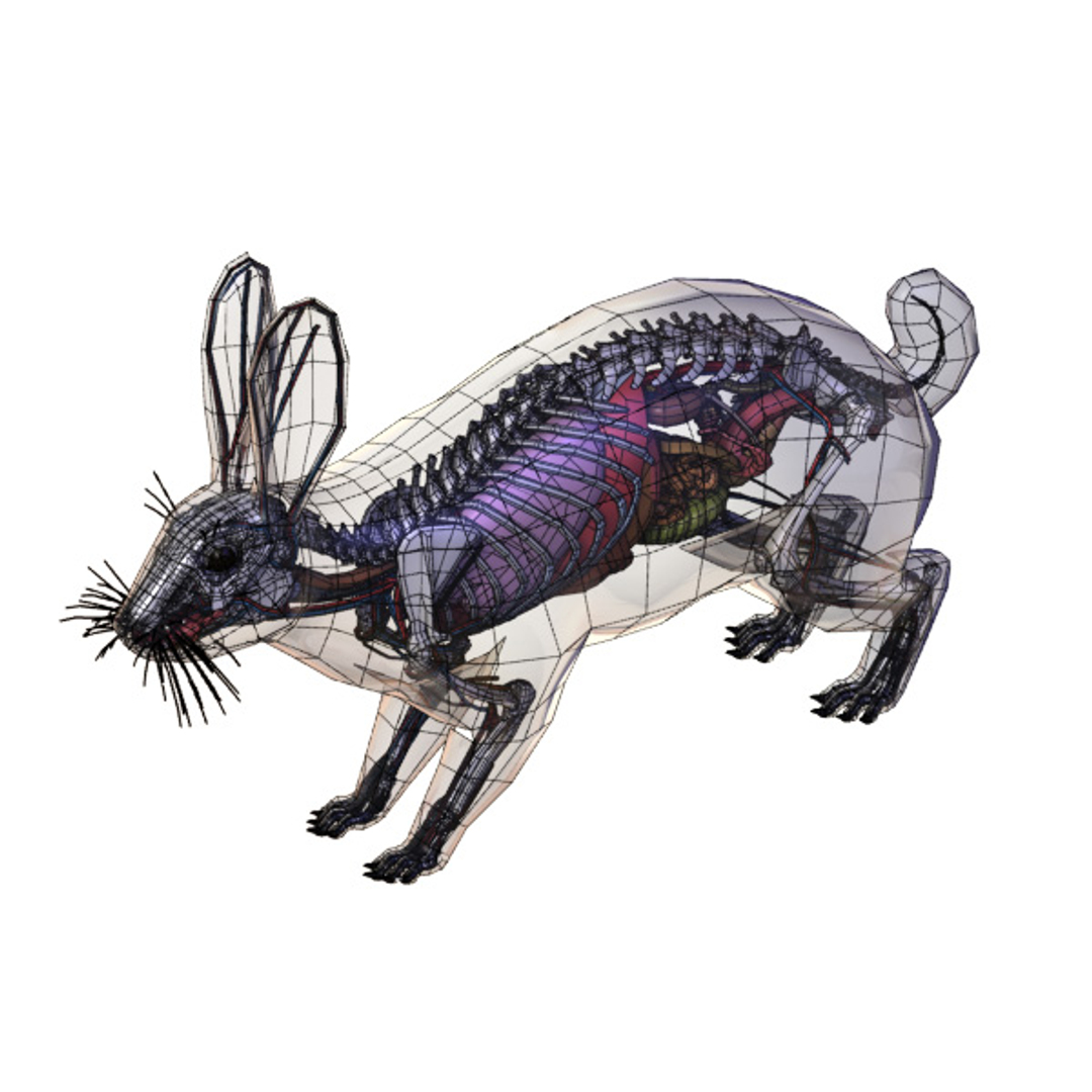 max rabbit anatomy https://p.turbosquid.com/ts-thumb/nQ/i96vRr/xXmA4z7o/anatomy/jpg/1343840035/1920x1080/turn_fit_q99/fb3a17d1b27f61cb902181a9b9c032465b0581ce/anatomy-1.jpg