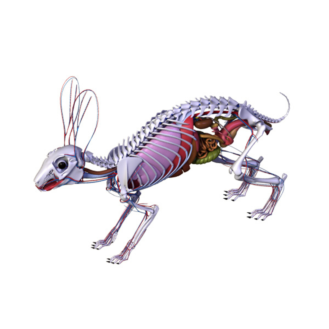 max rabbit anatomy https://p.turbosquid.com/ts-thumb/nQ/i96vRr/zt22uQgn/anatomy/jpg/1343840019/1920x1080/turn_fit_q99/46ce3951bfa46f2f65360be65f6e5d51315fa451/anatomy-1.jpg