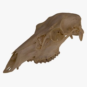 Real Red Deer Cervus Elaphus Female Skull 01 RAW SCAN