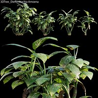 Dieffenbachia Amoena