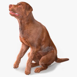 Brown Labrador Dog Begging Pose Fur Animated Rigged for Cinema 4D 3D model