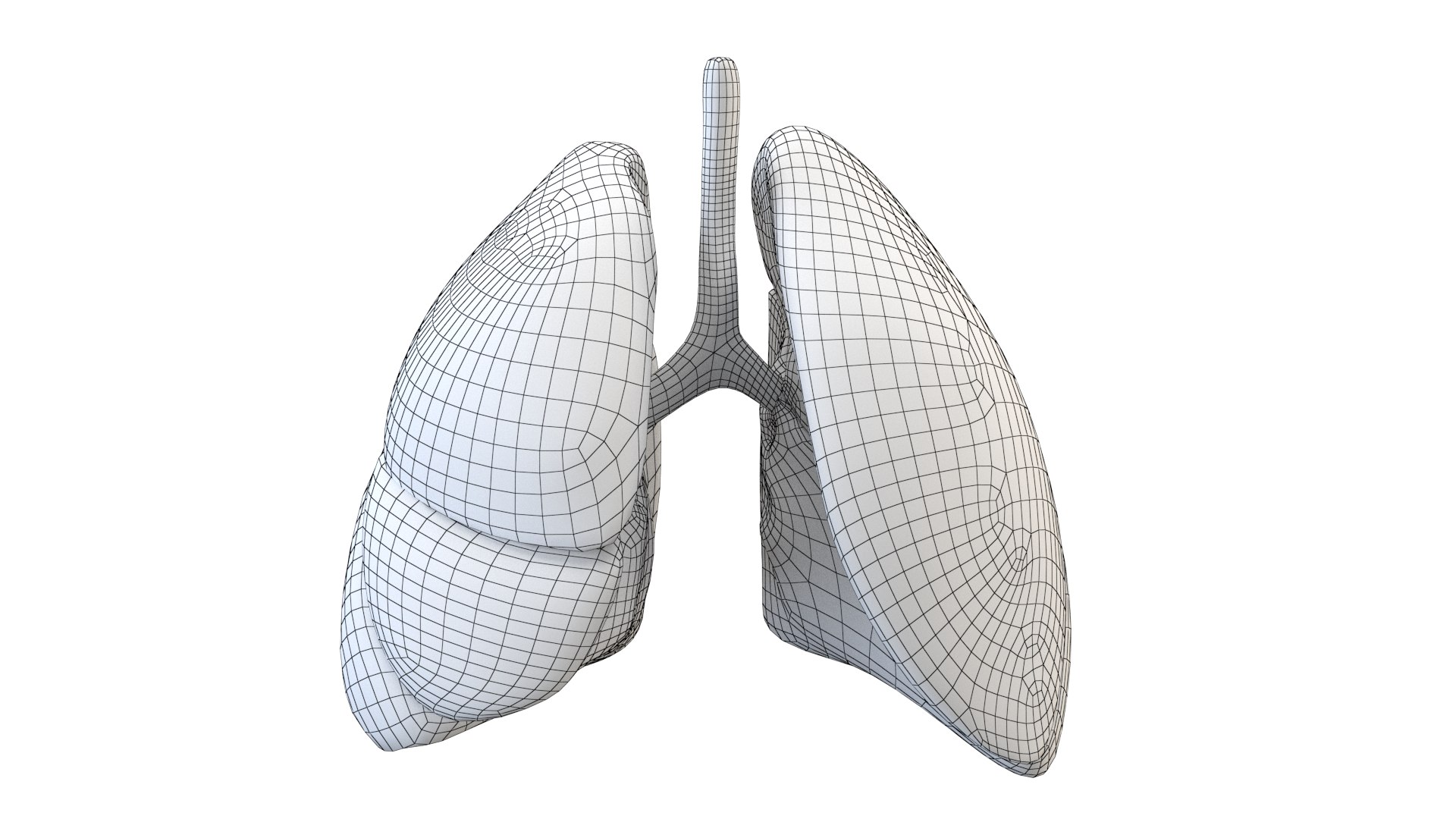 3D Lungs Anatomy - TurboSquid 1614389