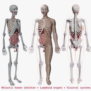 3D human body male anatomy skeletal skeleton Lyskeleton and Visceral systmphoid organs Visceral systems model