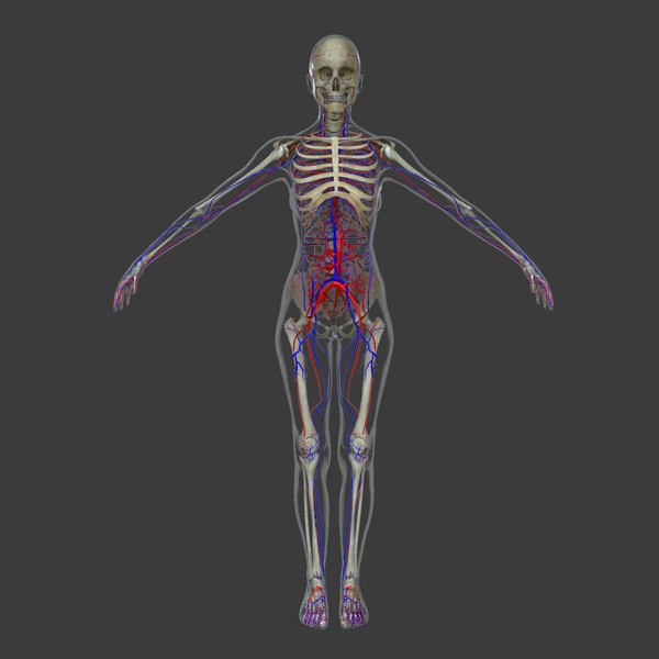 3d model of circulatory skeleton female