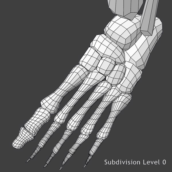 3d model of circulatory skeleton female