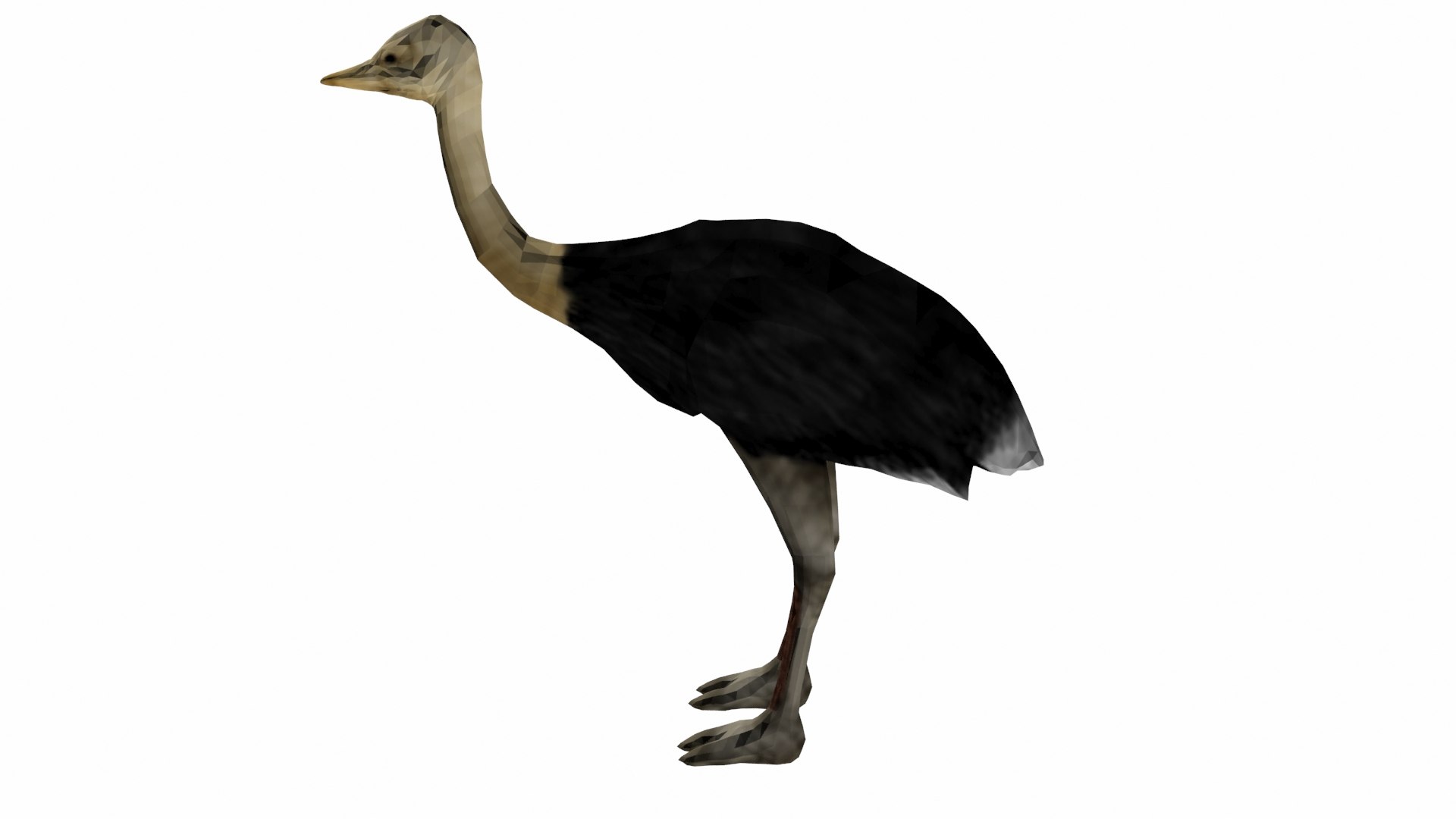 3D model ostrich https://p.turbosquid.com/ts-thumb/nR/uVUBDZ/I6/p4/jpg/1609592590/1920x1080/fit_q87/f96fd61132301ea862911722d46c2e8f16a6264a/p4.jpg