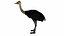OSTRICH