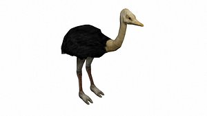 3D model ostrich