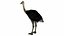 OSTRICH