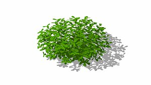 Pittosporum 3D