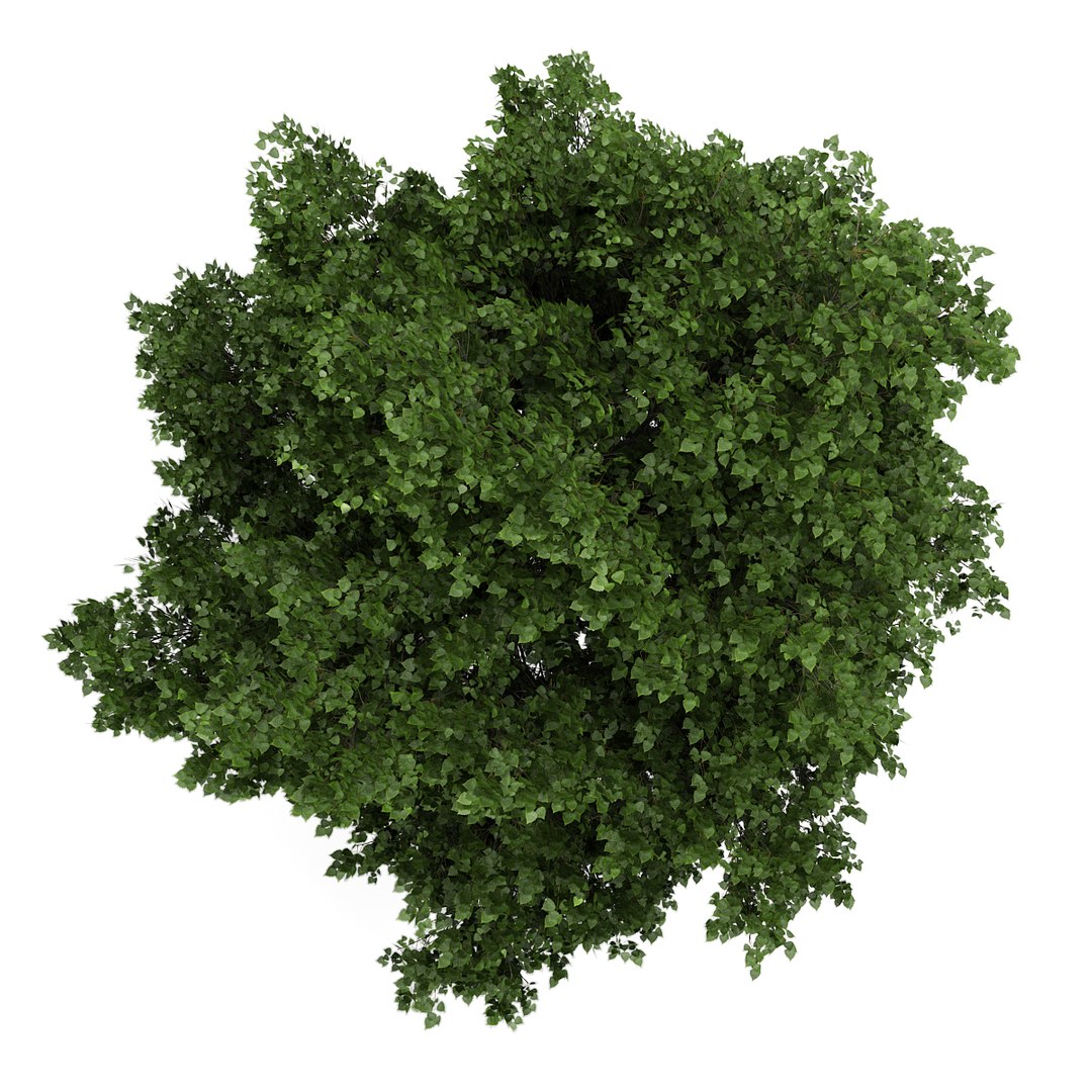 3d small leaved lime model