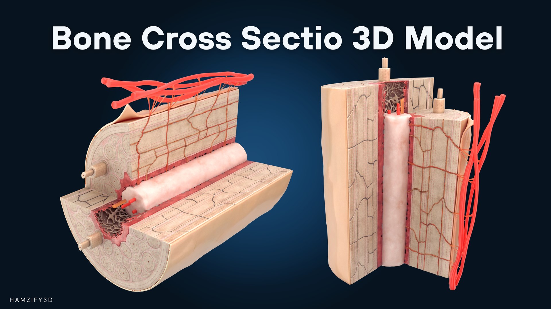 3D Human Bone Structure - Osteon Microscopic Anatomy 3D Model ...
