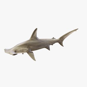 Hammerhead Shark - Rigged and Animated PBR