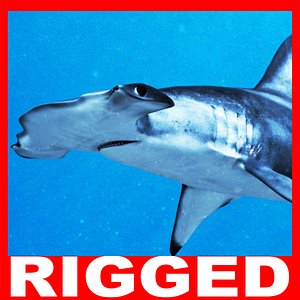 Hammerhead Shark