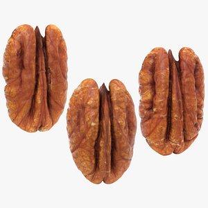 3D model Pecan - 3D Scanned Collection