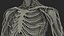 male skeleton internal organs 3D model