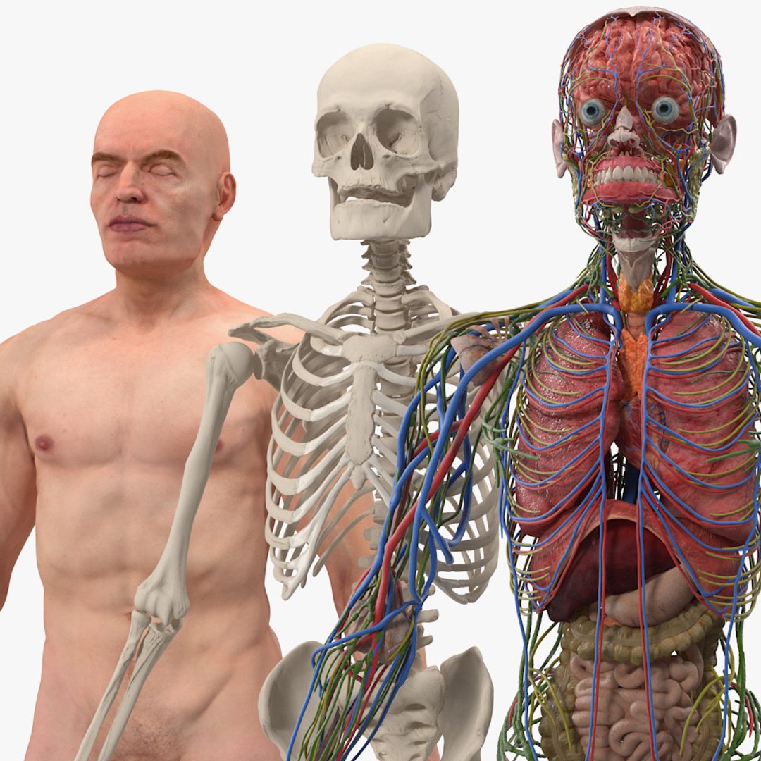 Скелет с внутренними органами. Мужской скелет. Скелет человека с органами фото.