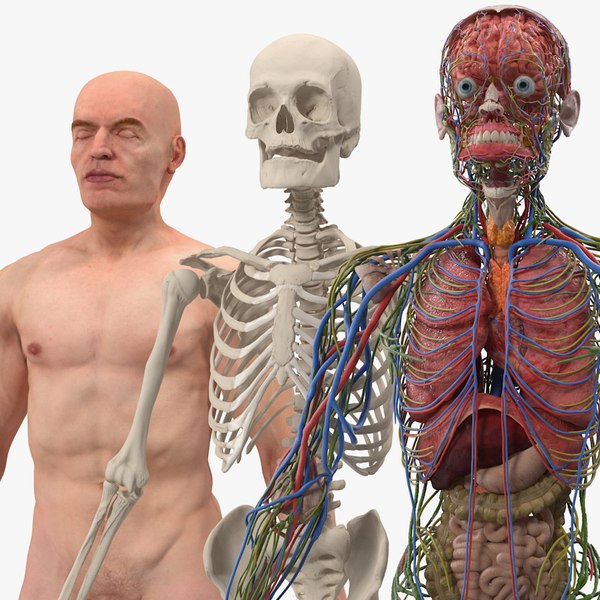 male skeleton internal organs 3D model