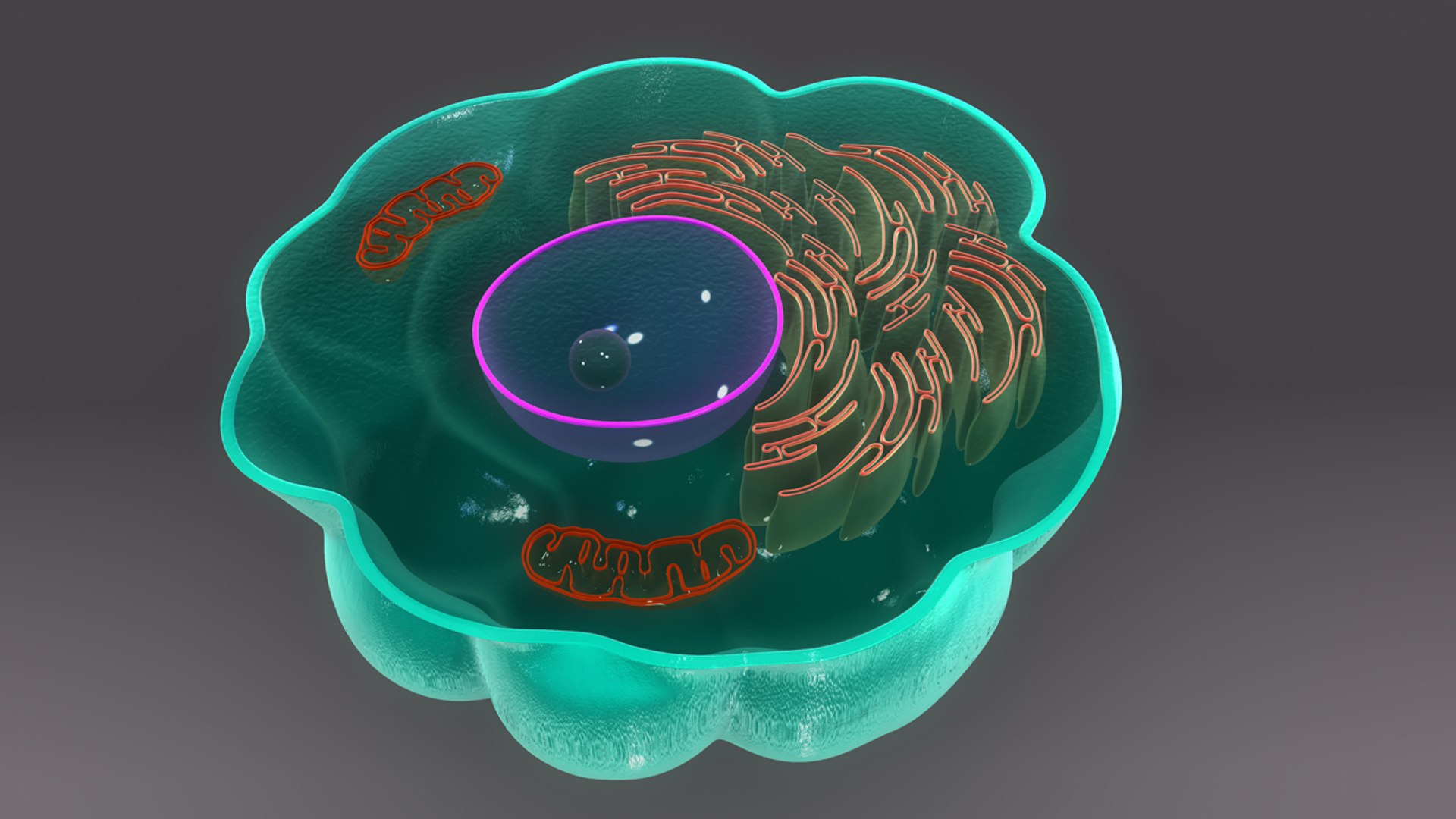 3d Model Macrophage Anatomy