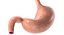 Stomach PBR 3D model