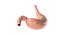 Stomach PBR 3D model