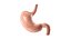 Stomach PBR 3D model
