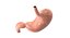 Stomach PBR 3D model