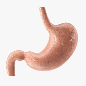 Stomach PBR 3D model