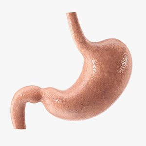 Stomach PBR