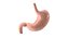 Stomach PBR 3D model