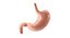 Stomach PBR 3D model