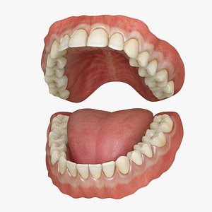 Classic Human Dentition