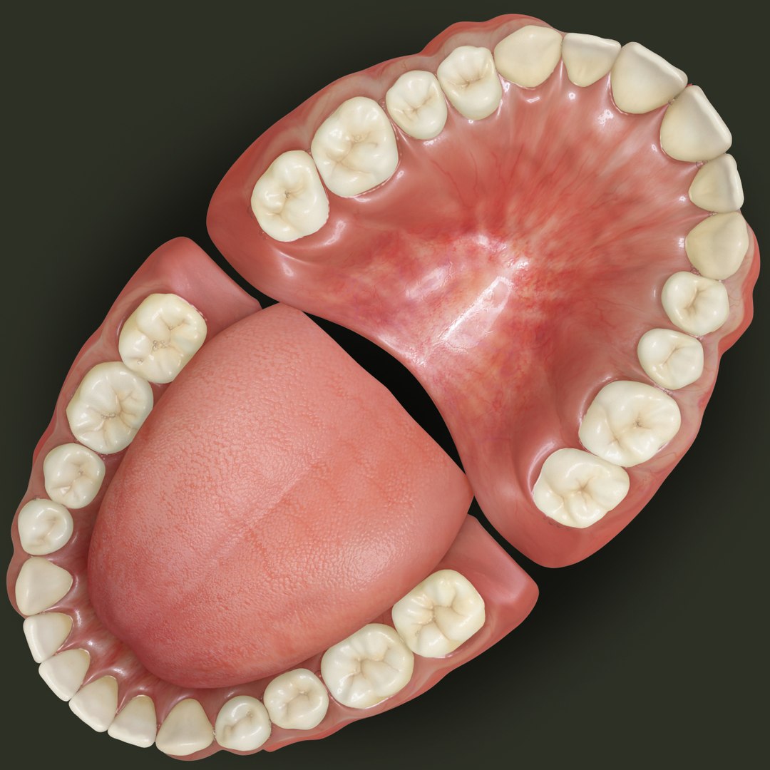 3d Model Of Classic Human Dentition