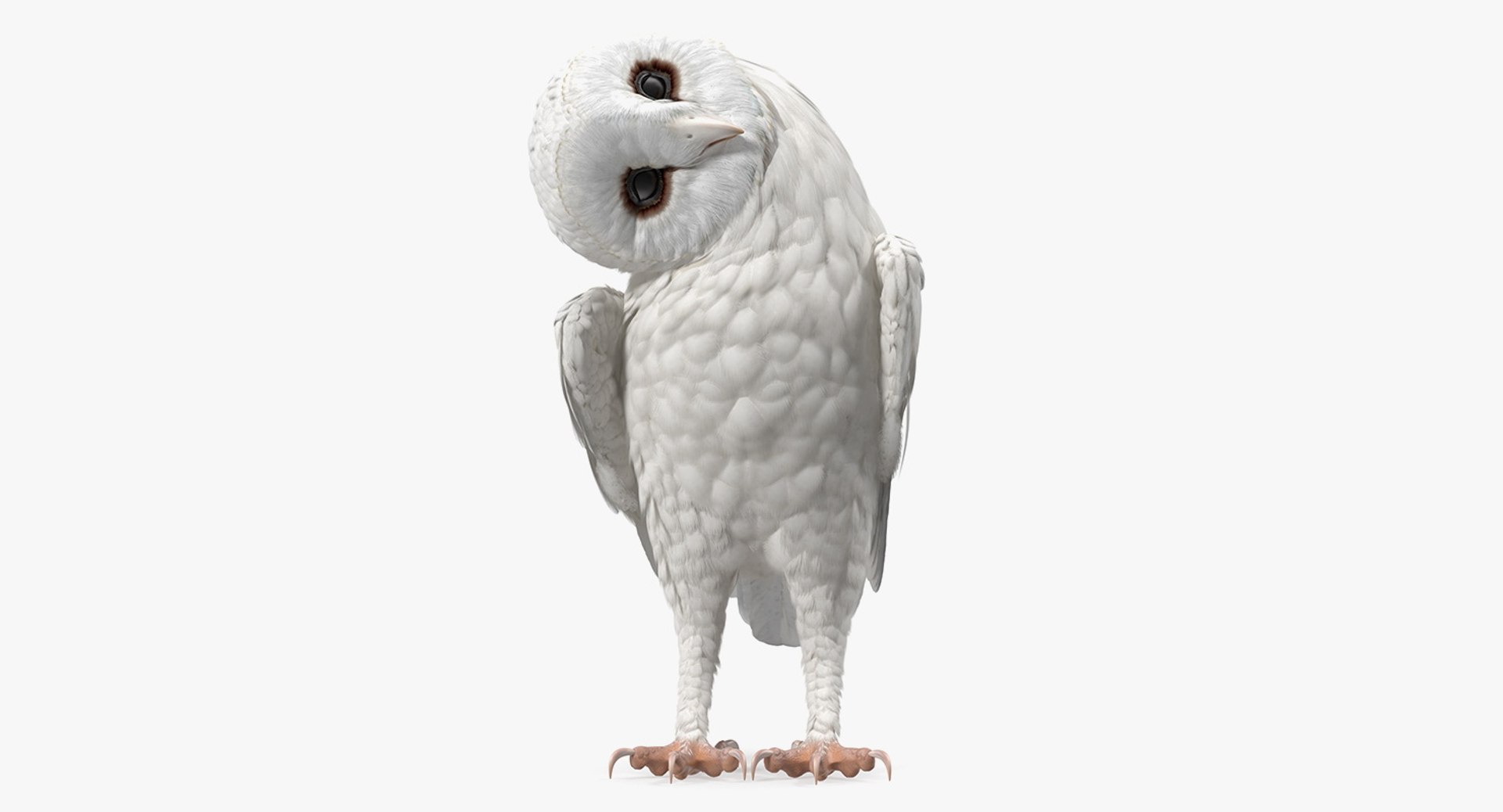 White Barn Owl 3D model preview