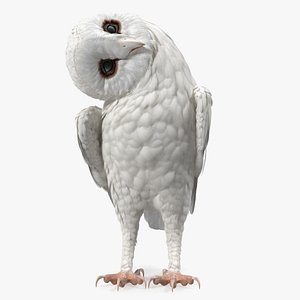 3D model Bubo the Owl VR / AR / low-poly