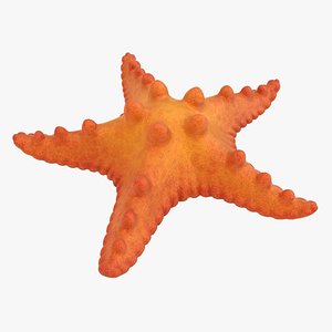 realistic orange starfish model