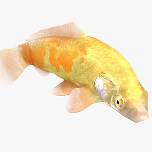 3D Japanese Carp Fish Rigged L1851