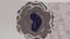 monocyte