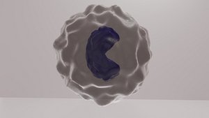 monocyte