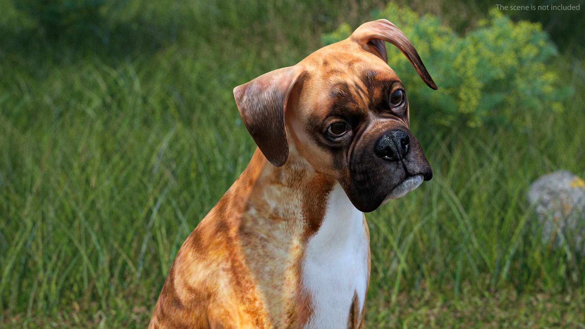 3D Sitting Dog Boxer Tiger Colored - TurboSquid 2249671